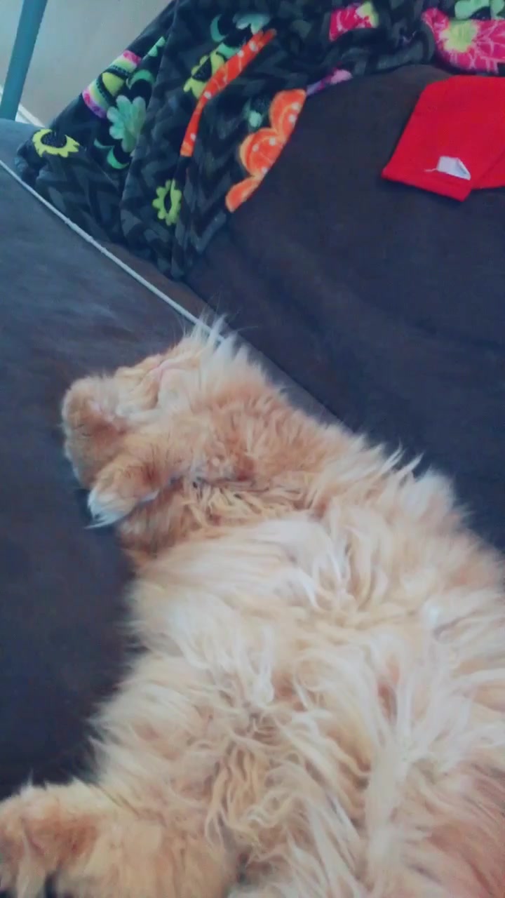 @Nugget the Cat