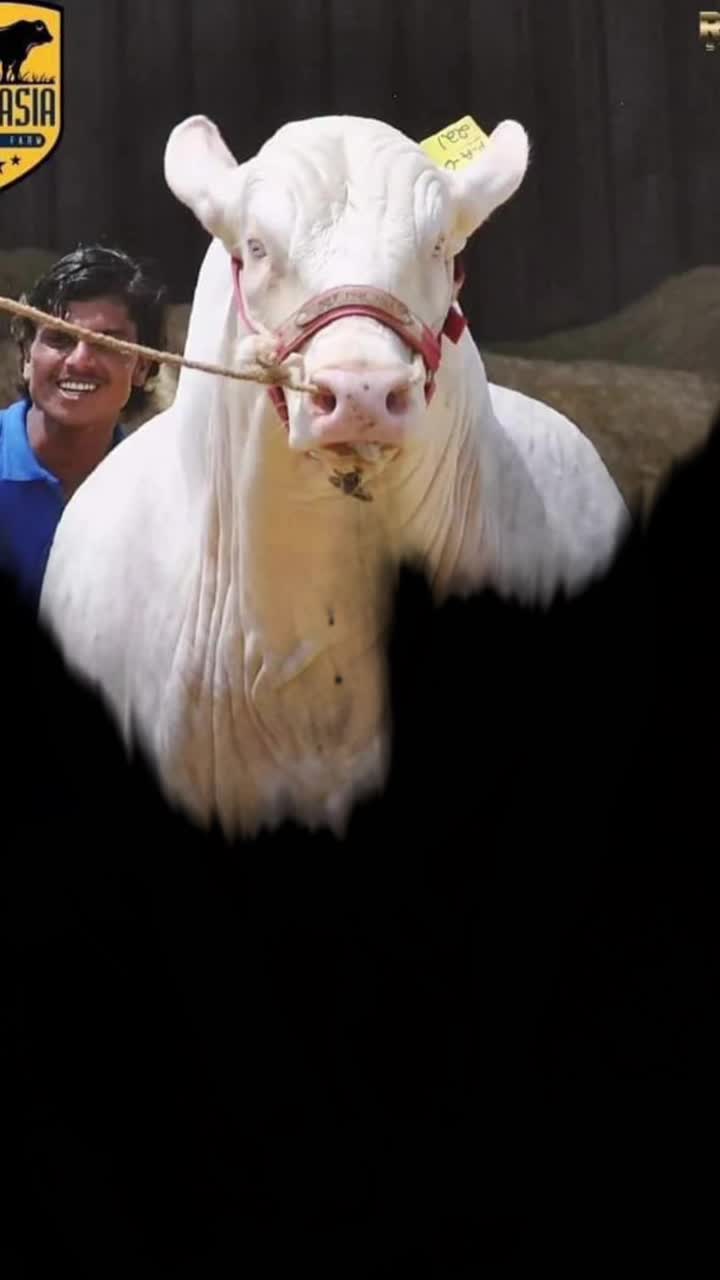 @🔥 Eid_cow 🔥
