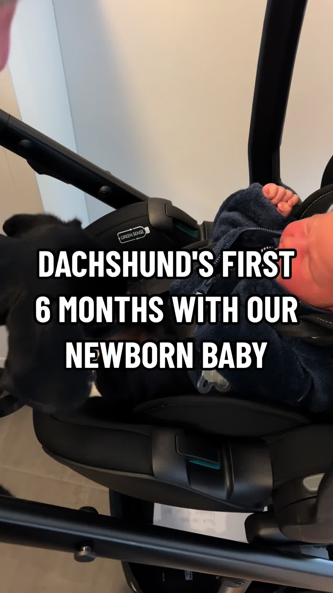 @Nils The Mini Dachshund     🌭