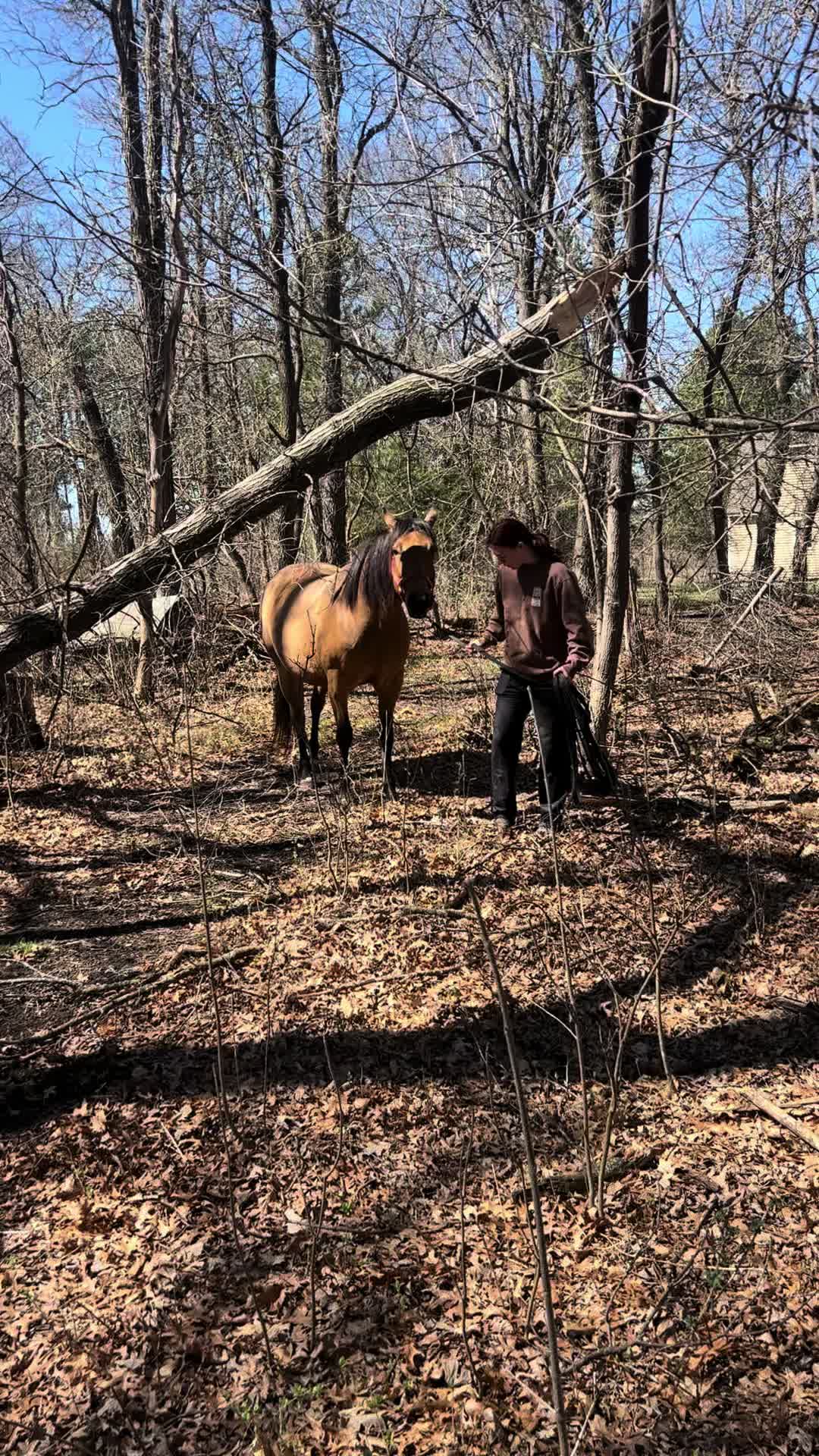 @Spirithorsecentermn