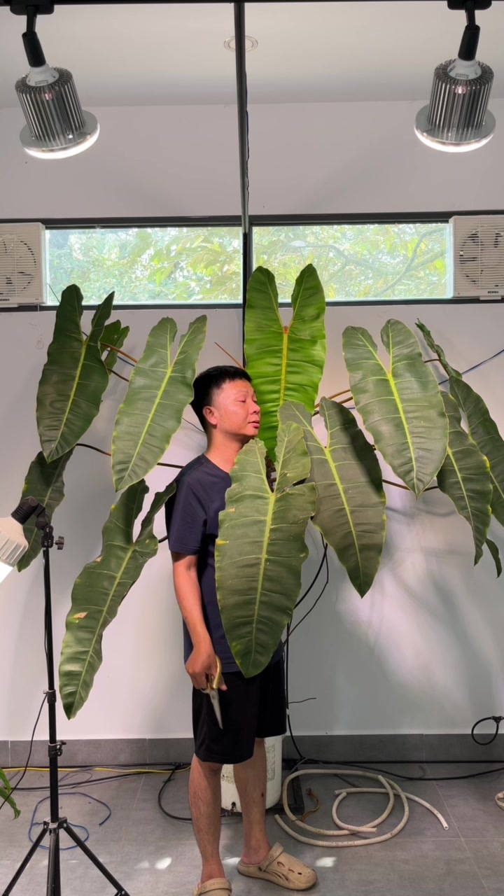 @Huy Kiểng L&aacute;