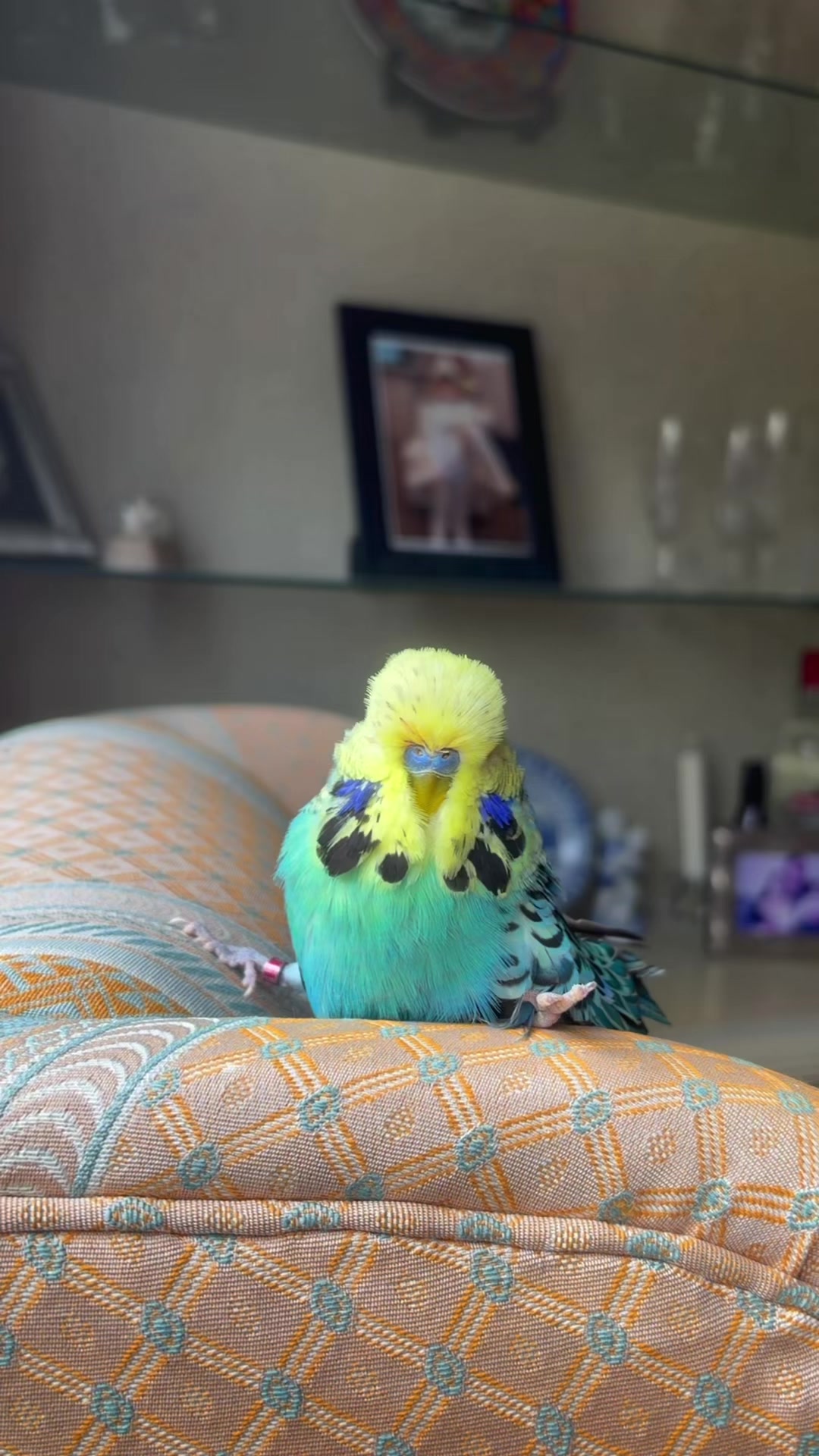 @bbb.budgie