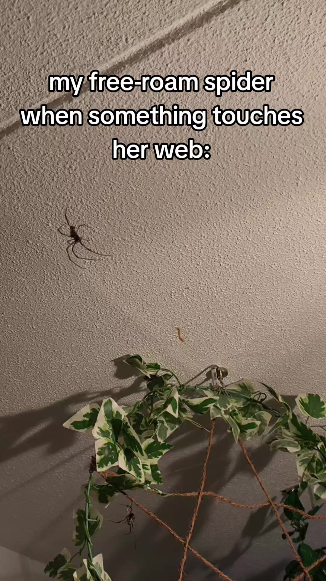 @Bestiesbeasties