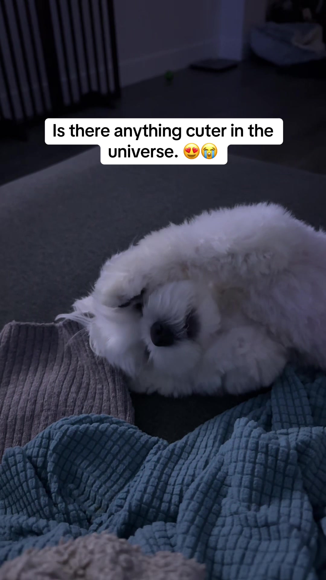 @theluckymaltese