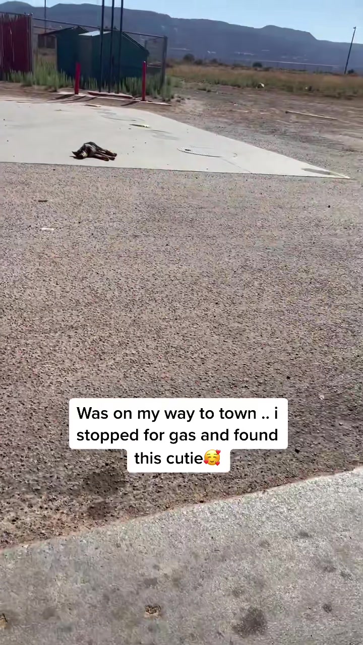 @rescue_with_susan