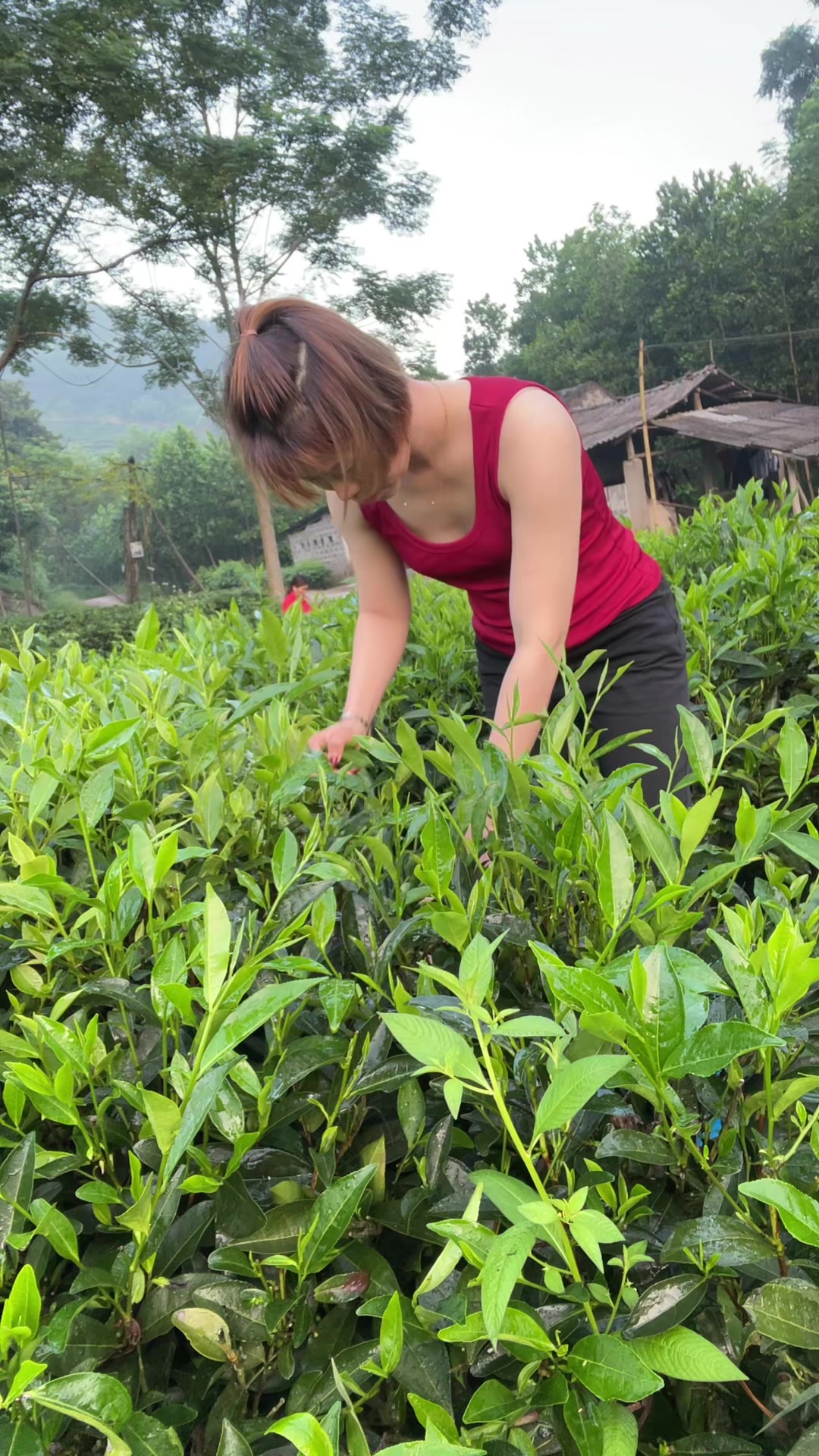 @NPP-HUYỀN TRÀ ✅