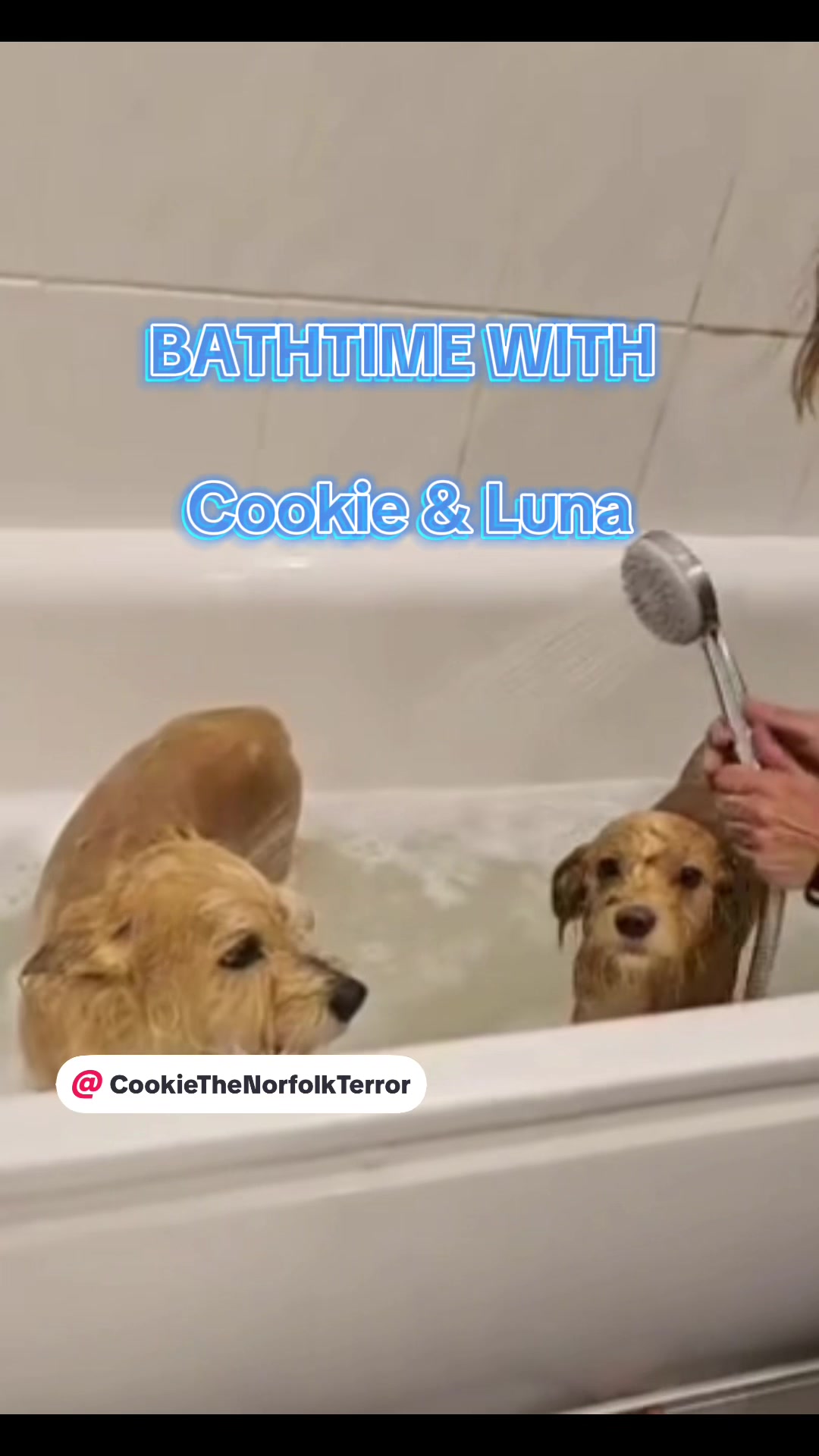 @CookieTheNorfolkTerror