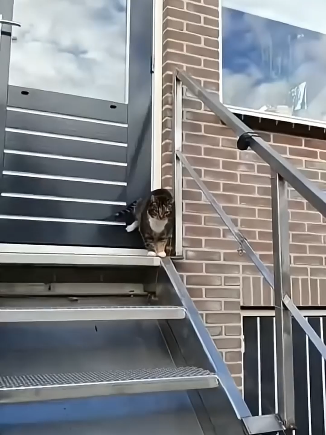 @Funny Cats 🐈