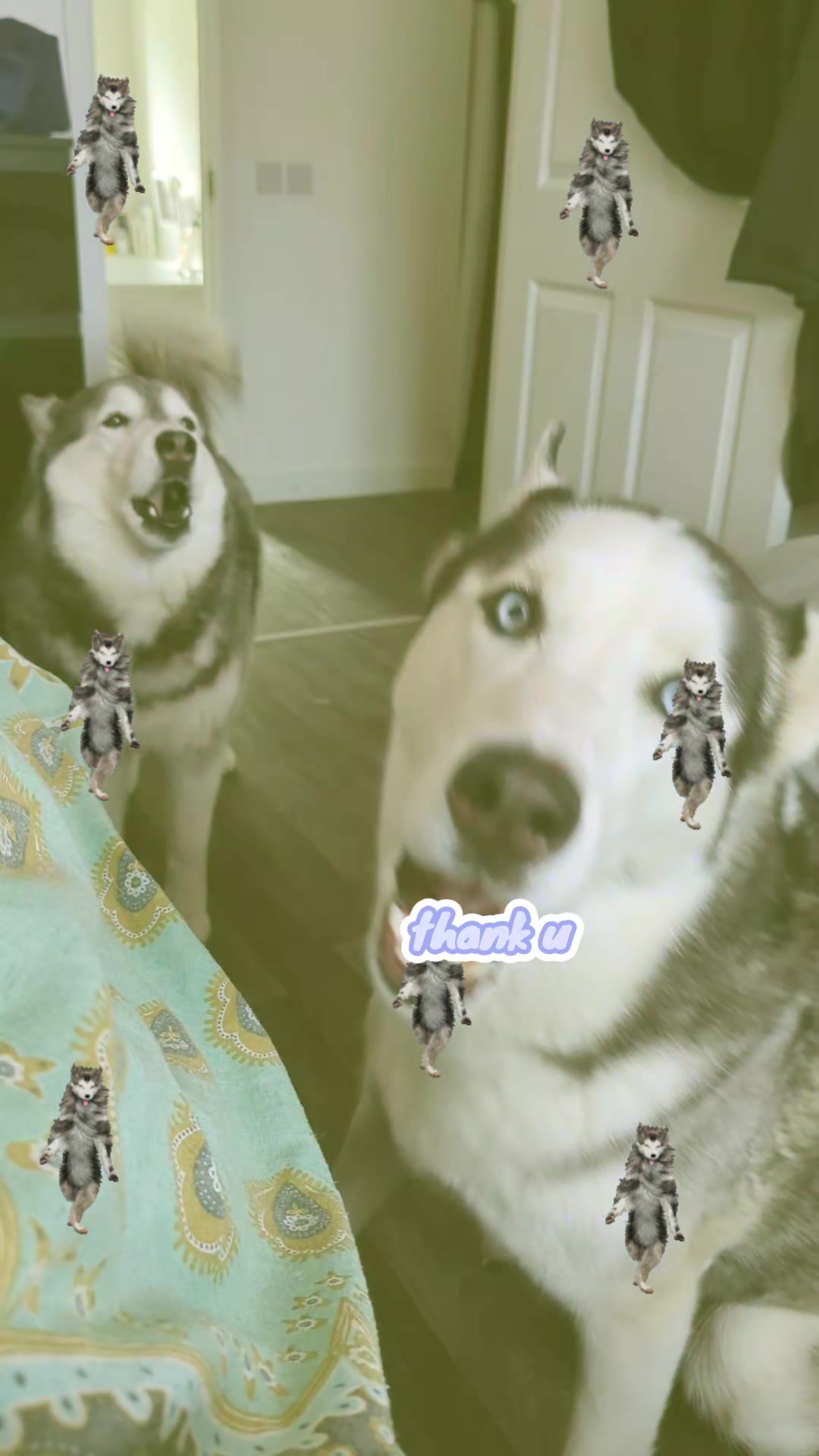 @Freya & Kuma