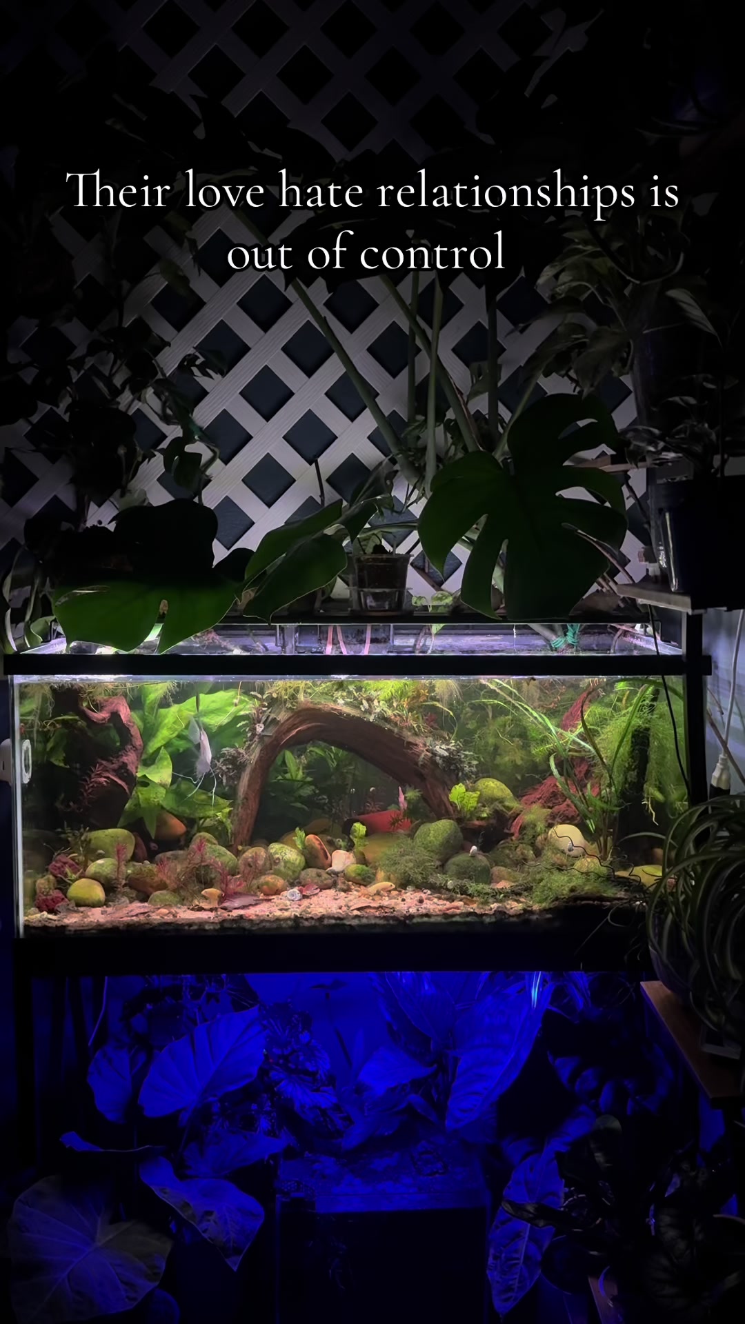 @dannys_fish_and_plants