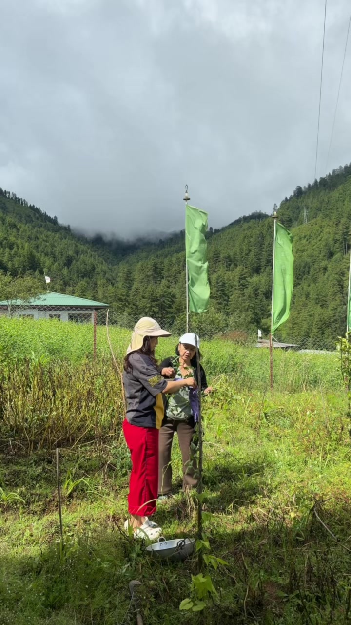 @Wangpe Tashi