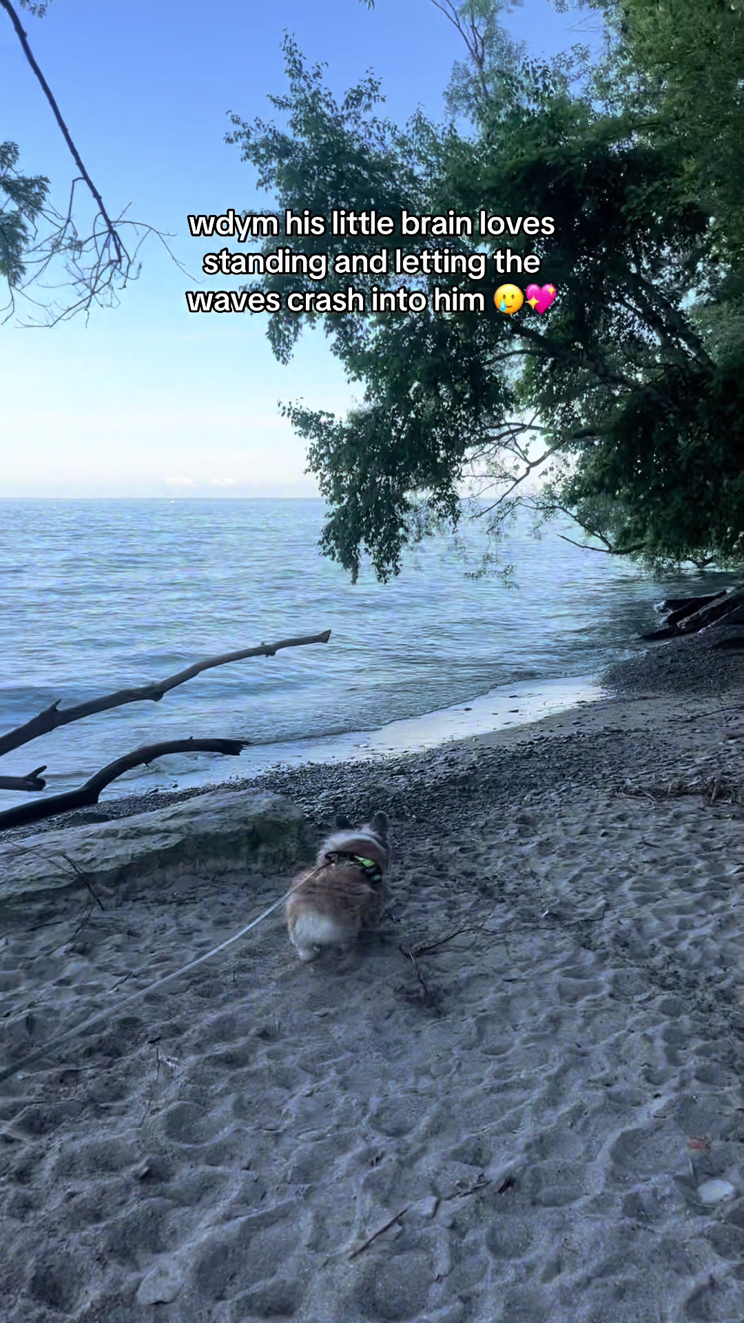 @hudsonthefluffycorgi
