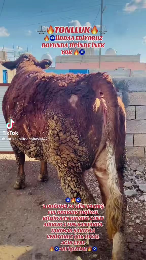 @&Uuml;mran ARDA
