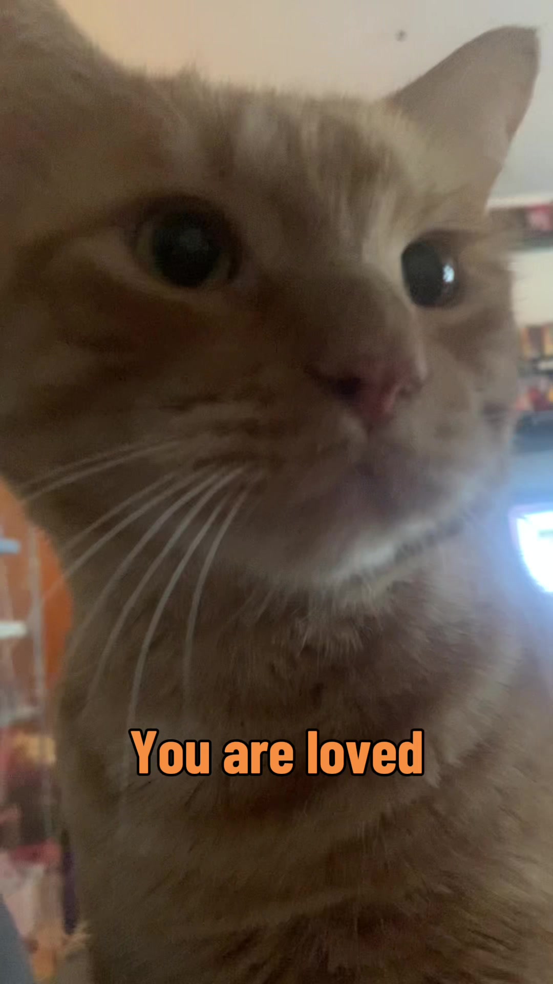 @diycatgeek (Wally & Howl)