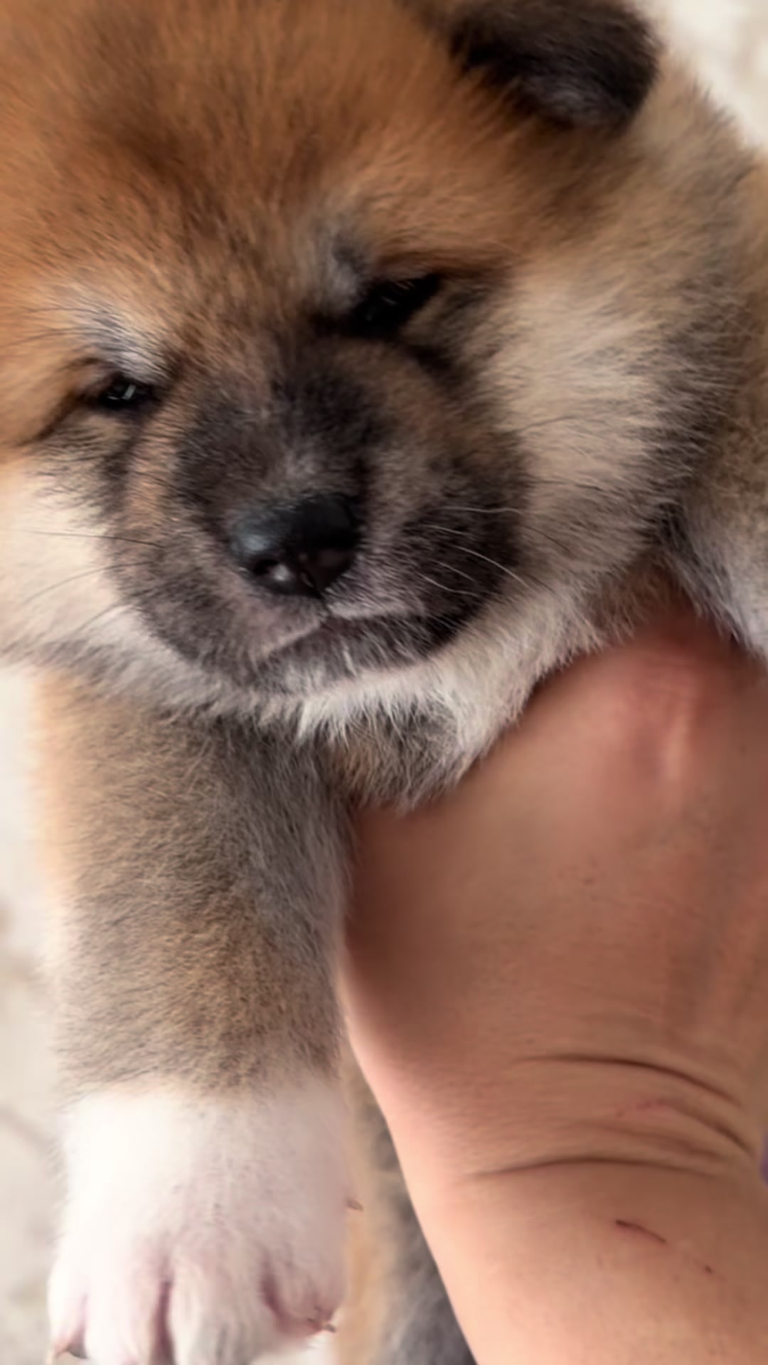 @oh_myakita
