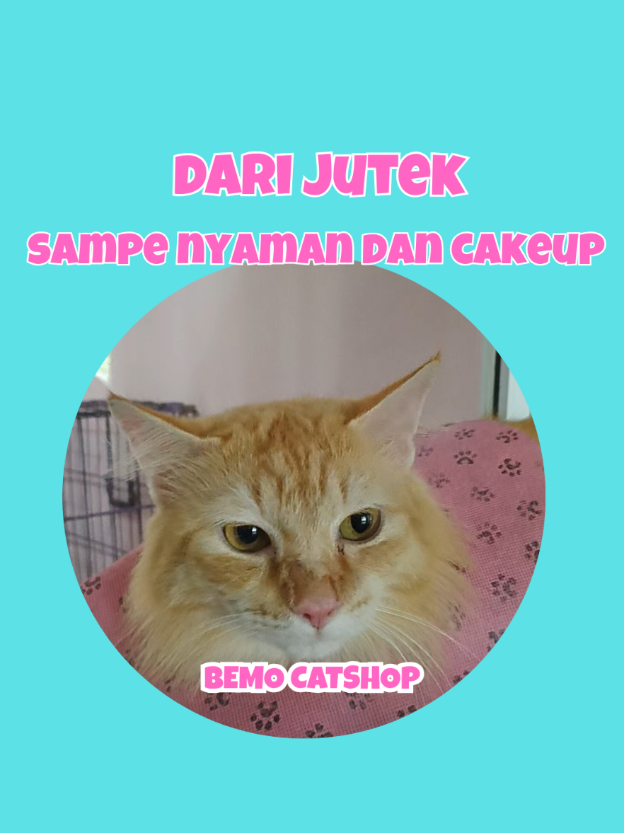 @Bemo Catshop