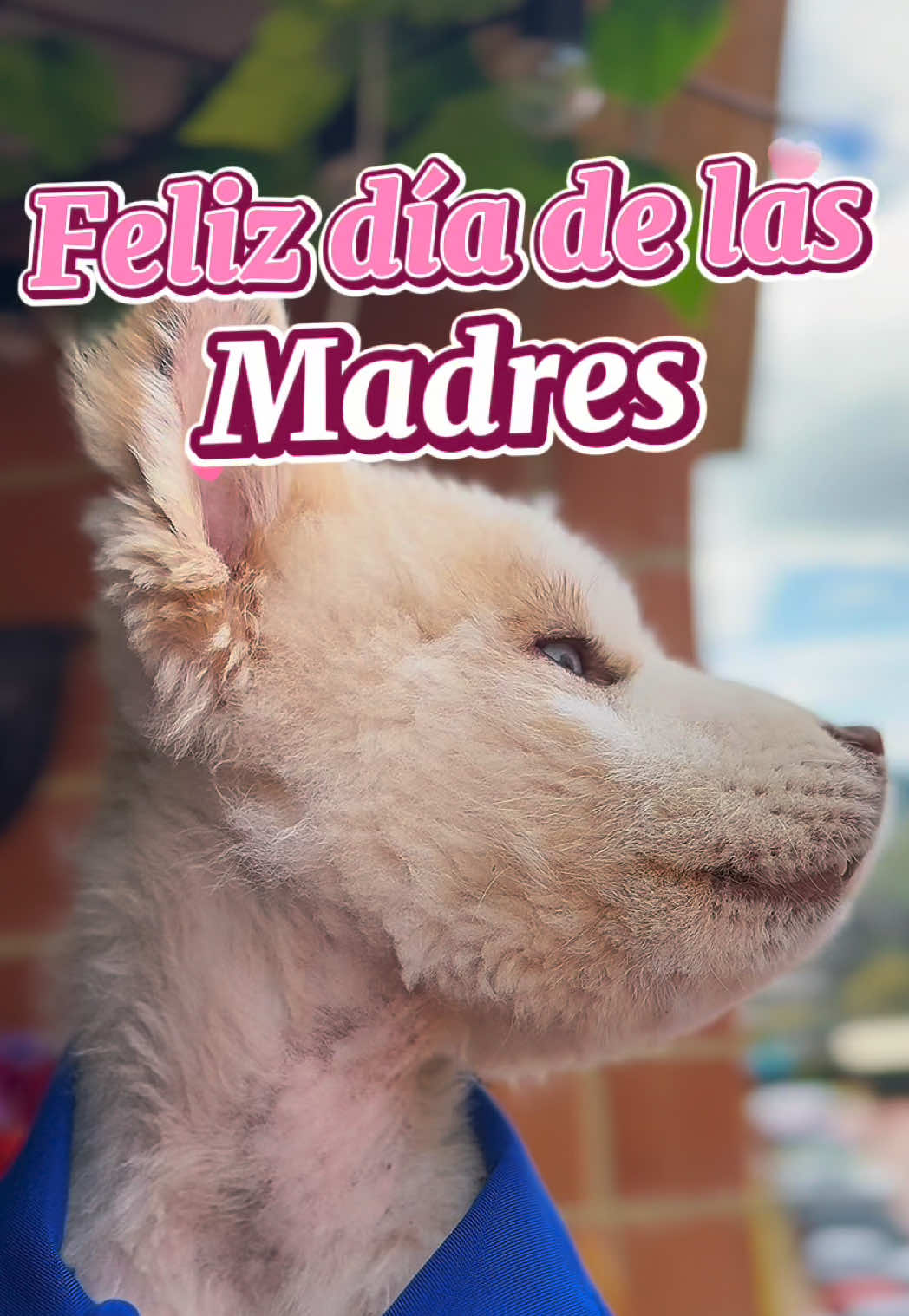 @🐺MiFamiliadehuskies🐾