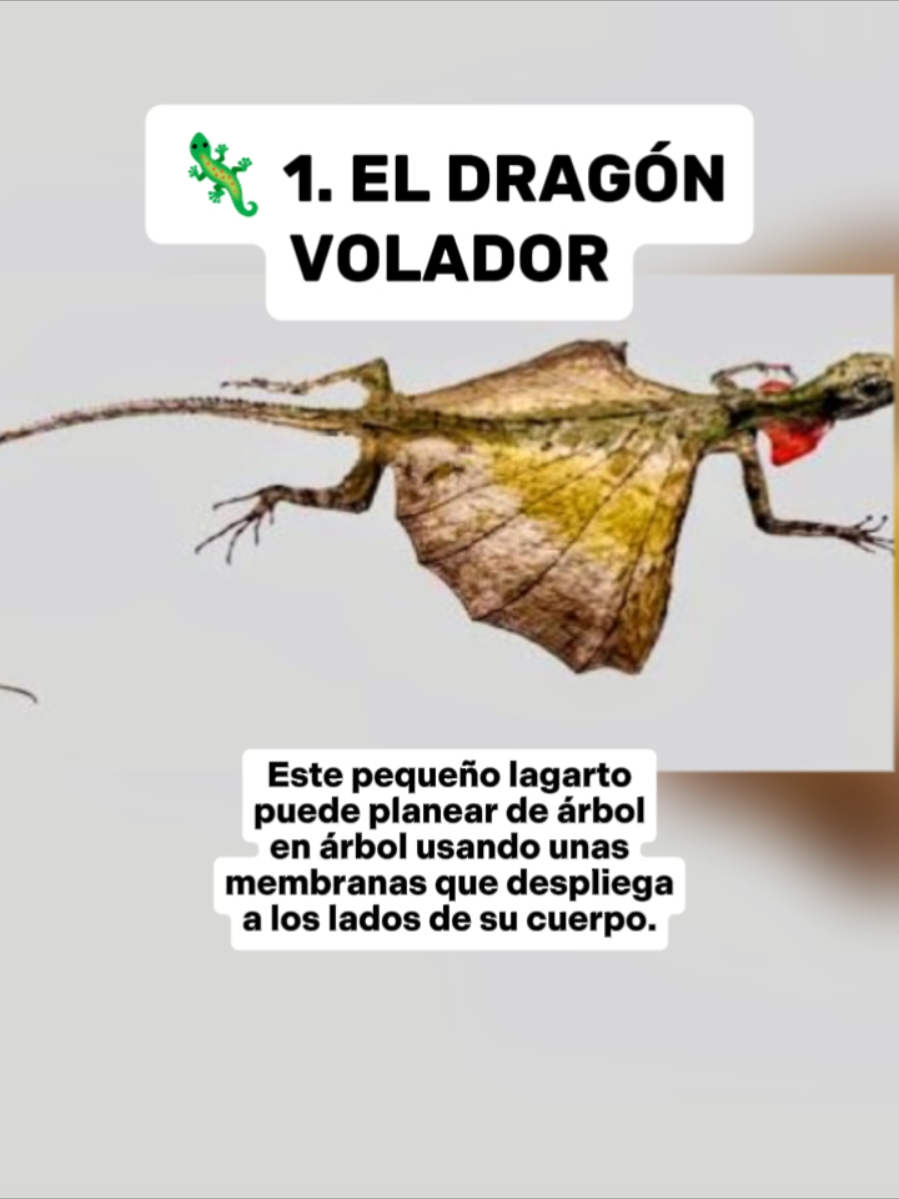 @CLUB DE ANIMALES
