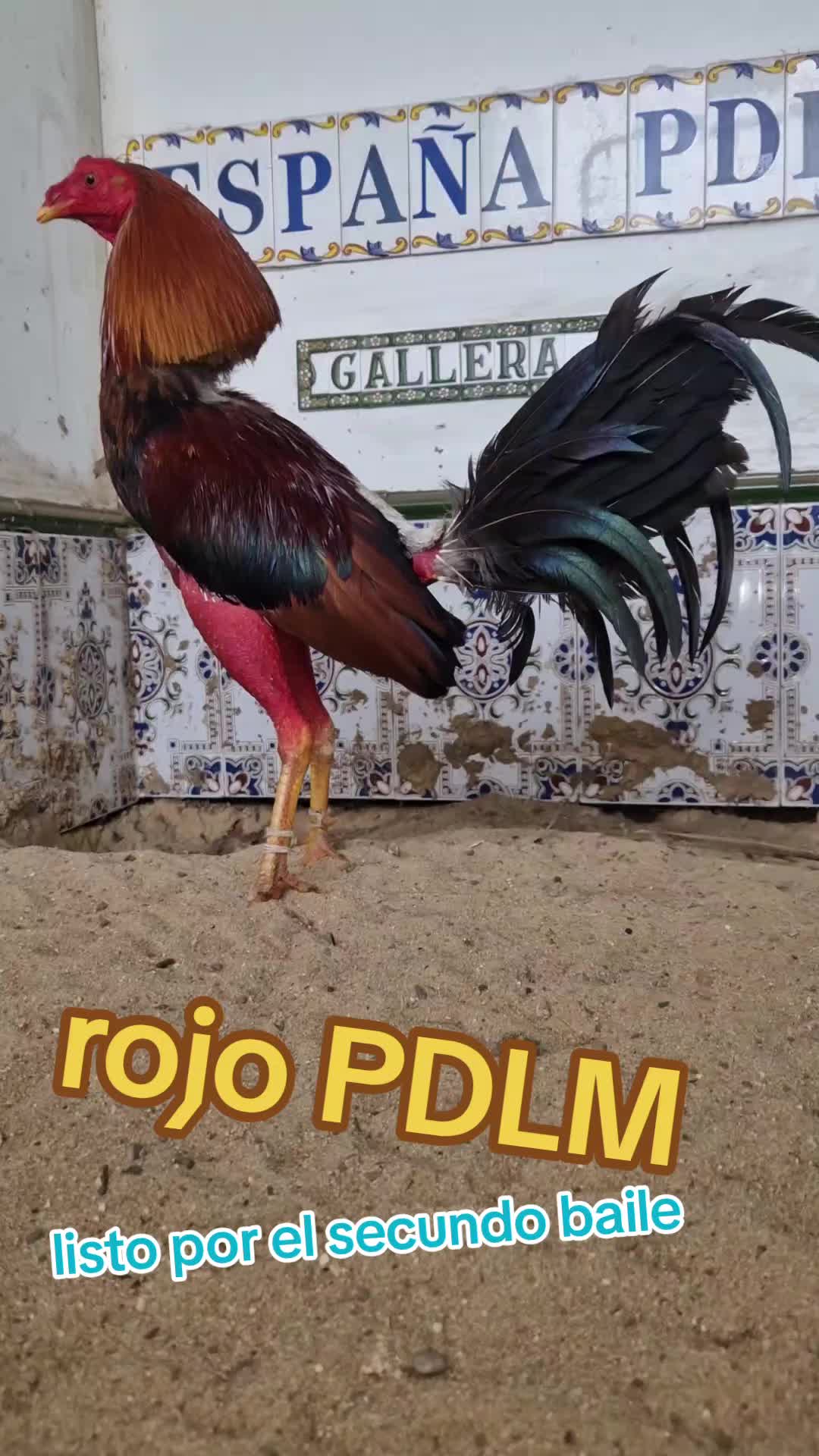 @eli gallero pdlm andalucia