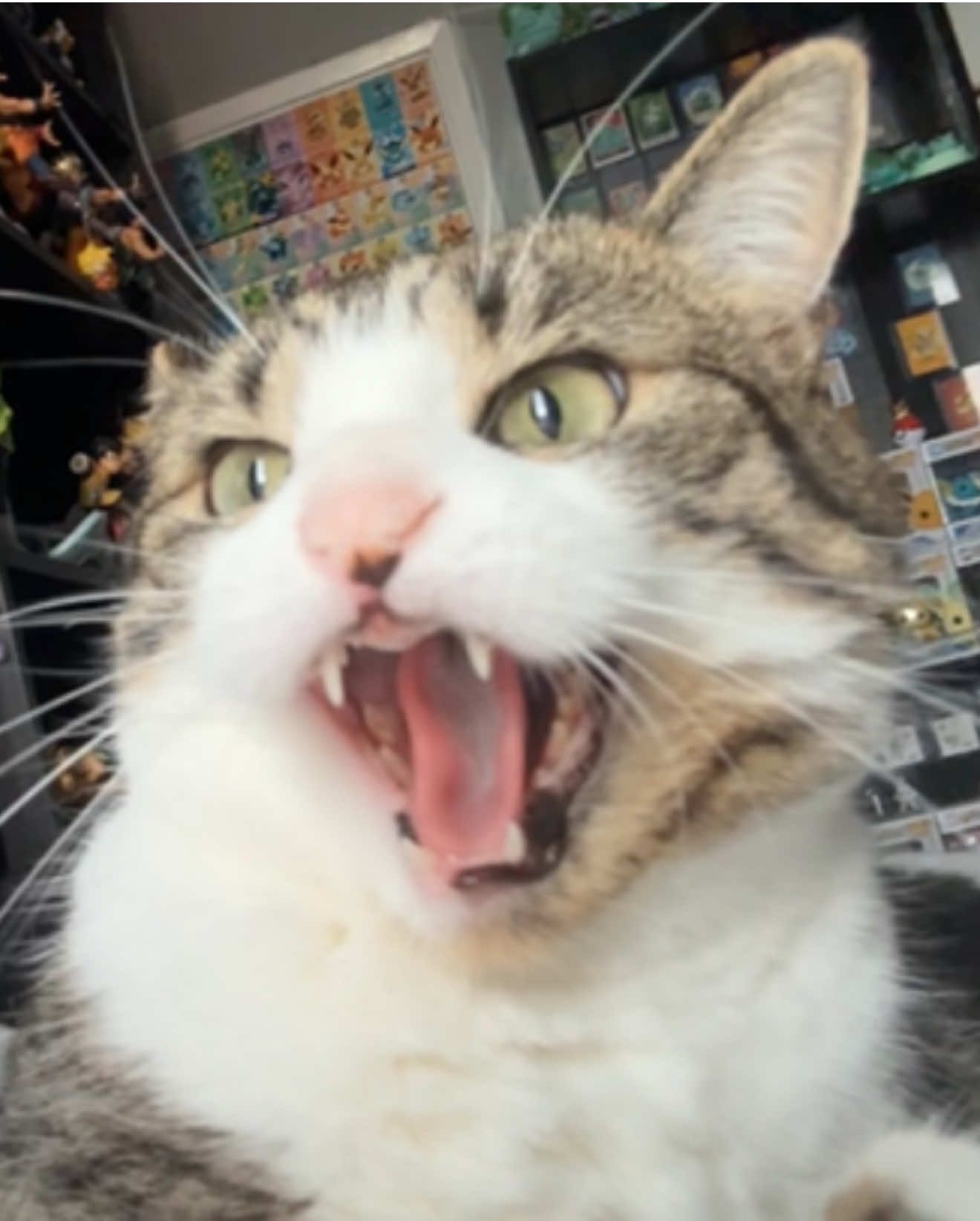 @Teefie_tribe 🐈⬛🐈⬛🐈🦷🦷