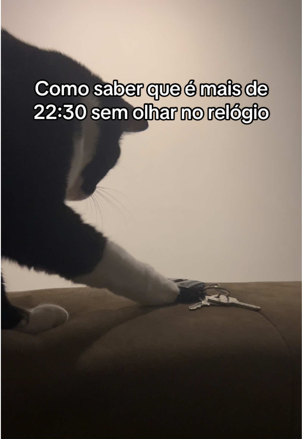 @cantinho pet