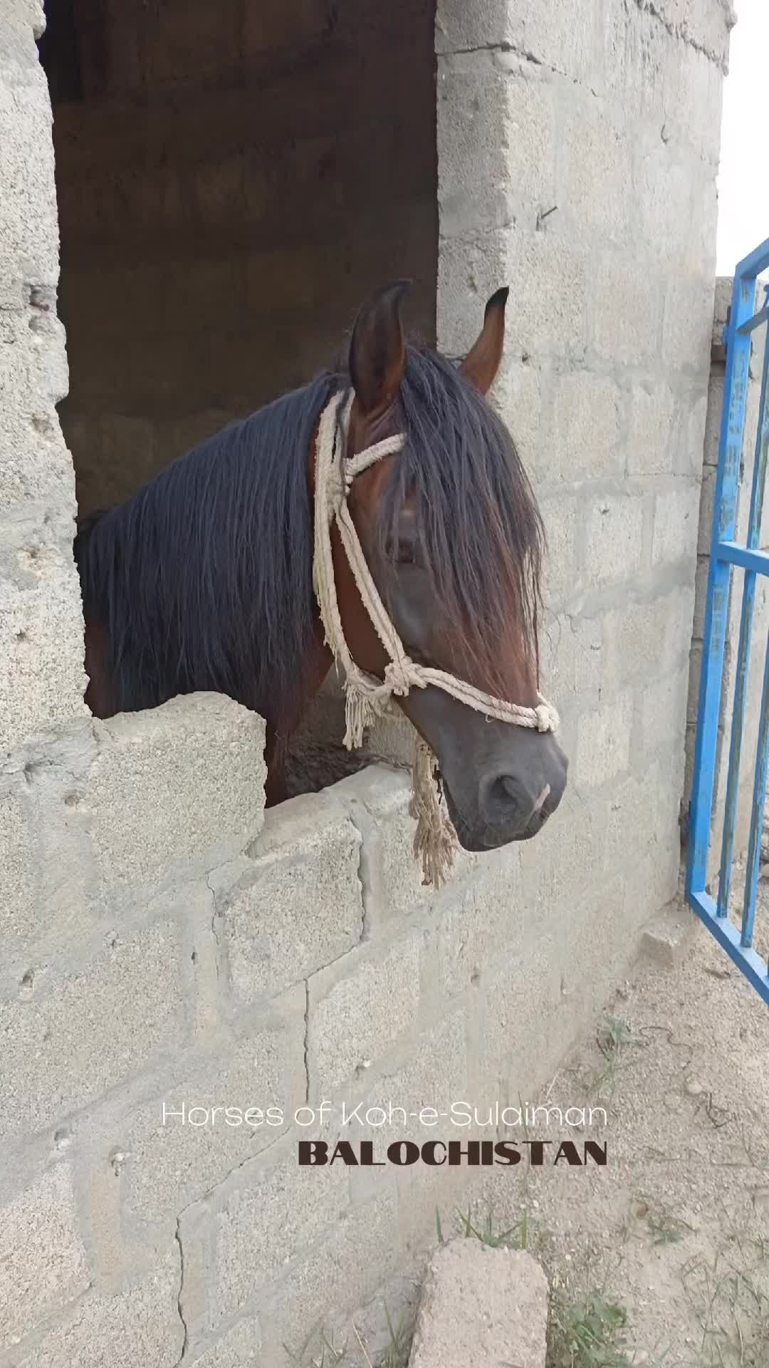 @Hayat Raza