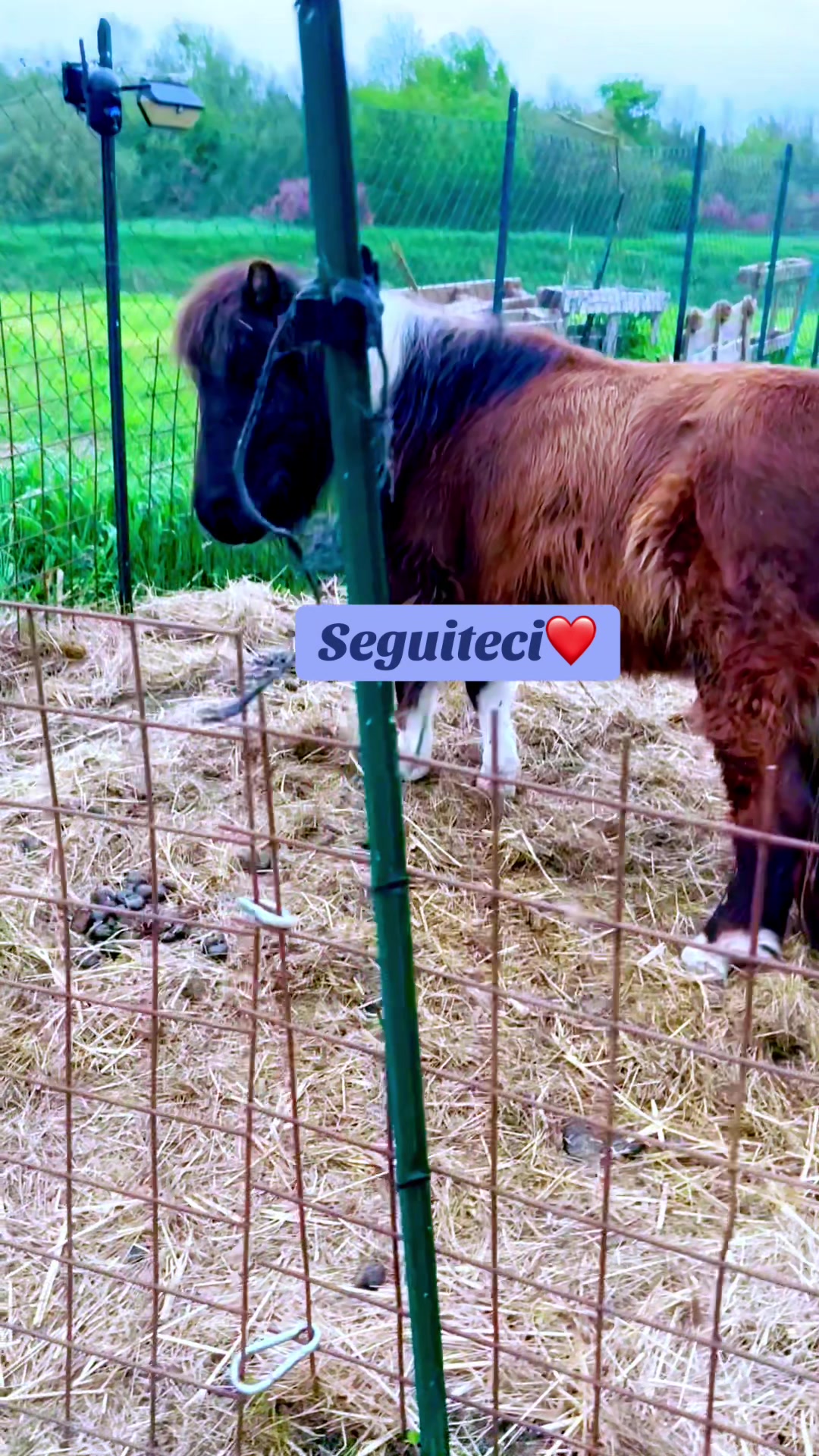 @Passione animali ❤️