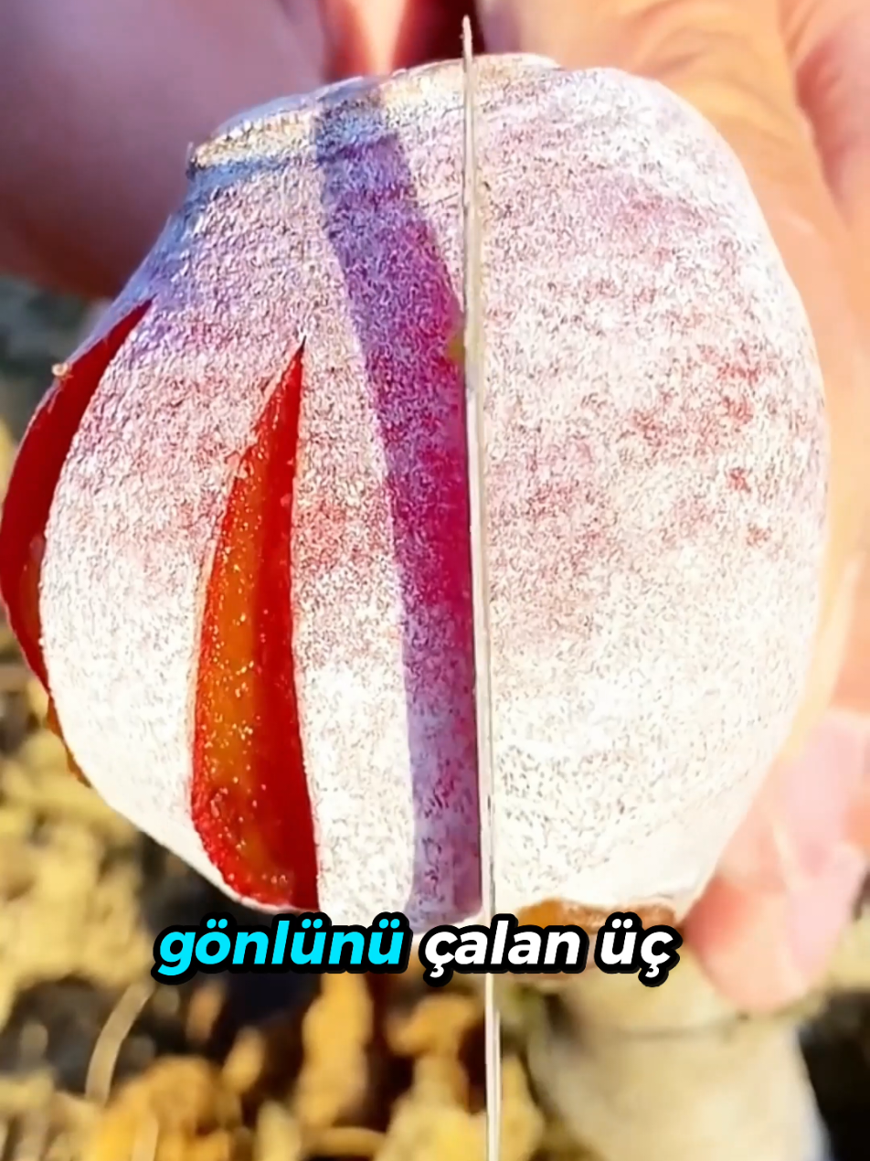 @beynegrafya