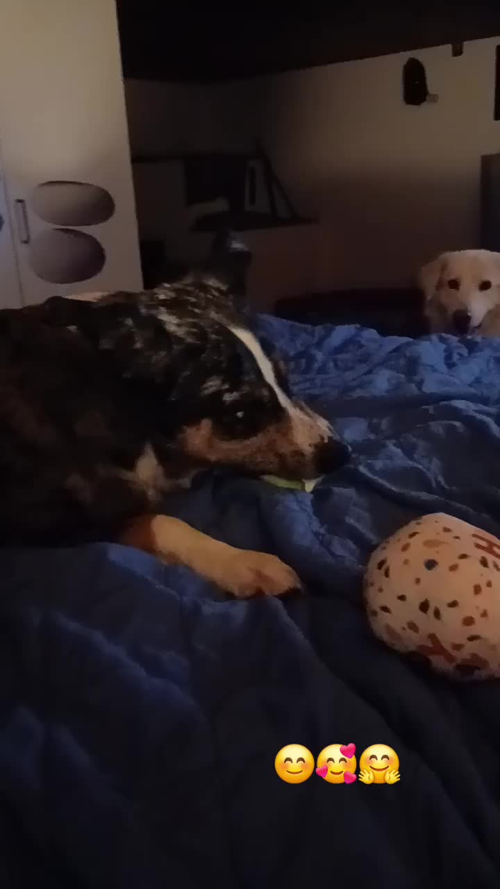 @Buddy the fundog