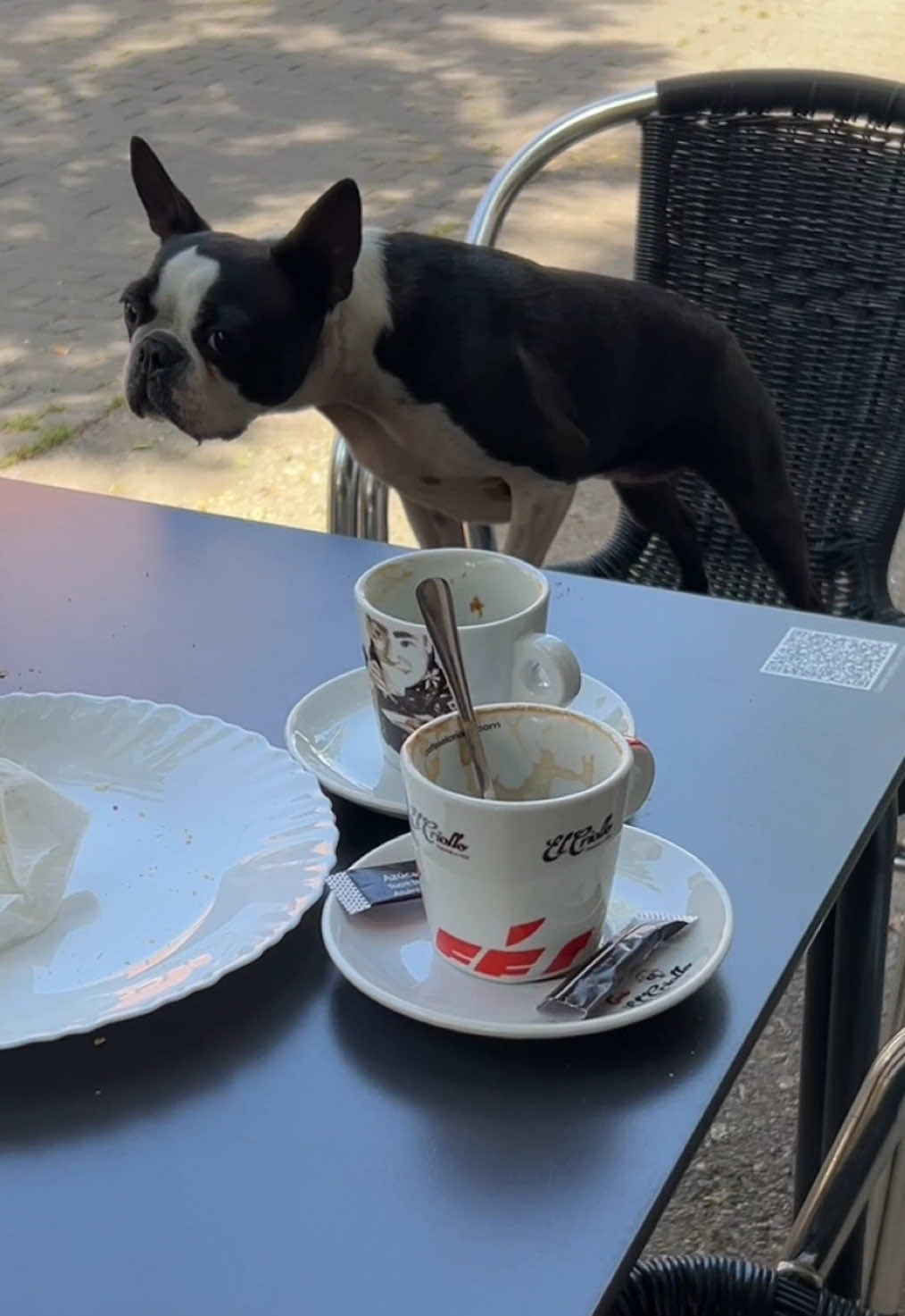 @Pipa 🐾 The Boston