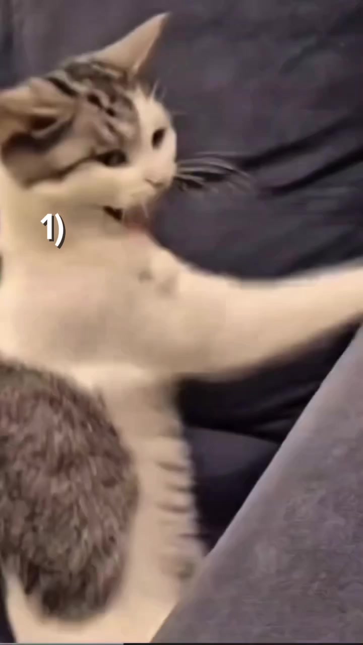 @miaou.catz