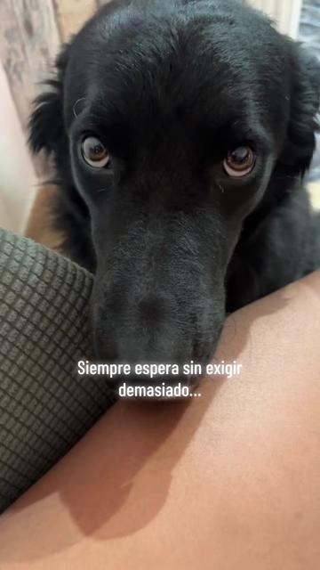 @Luiggi the Dog