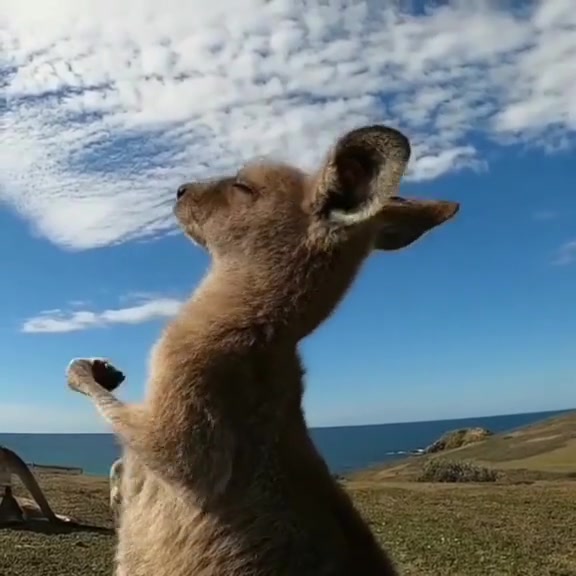 @auraful_animals