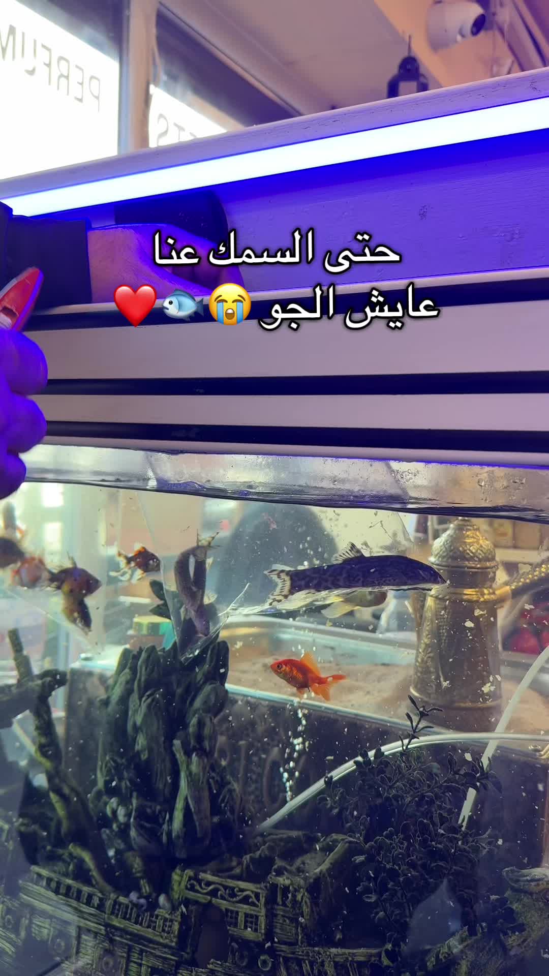 @Al-Arabi Market العربي ماركت