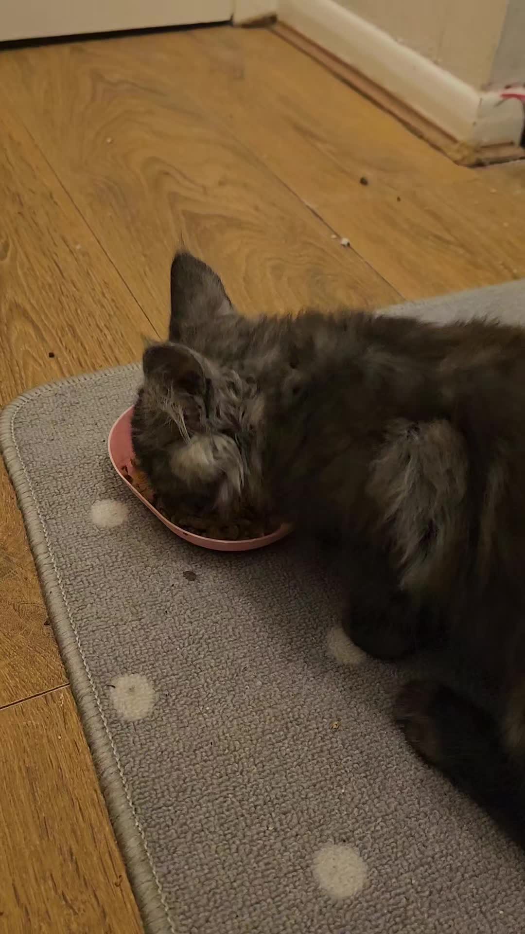 @KARIBRY Maine Coons uk