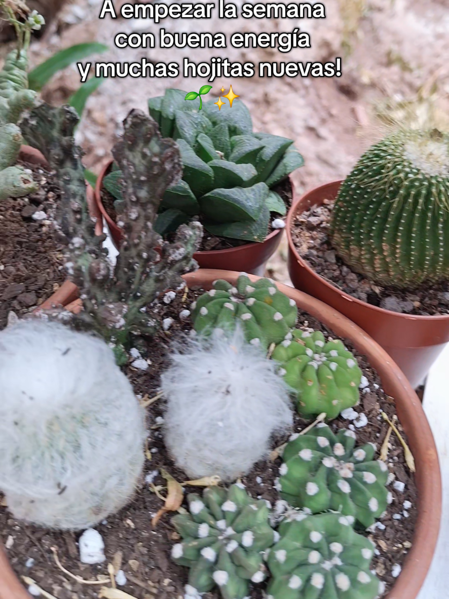 @Succulent_ninja