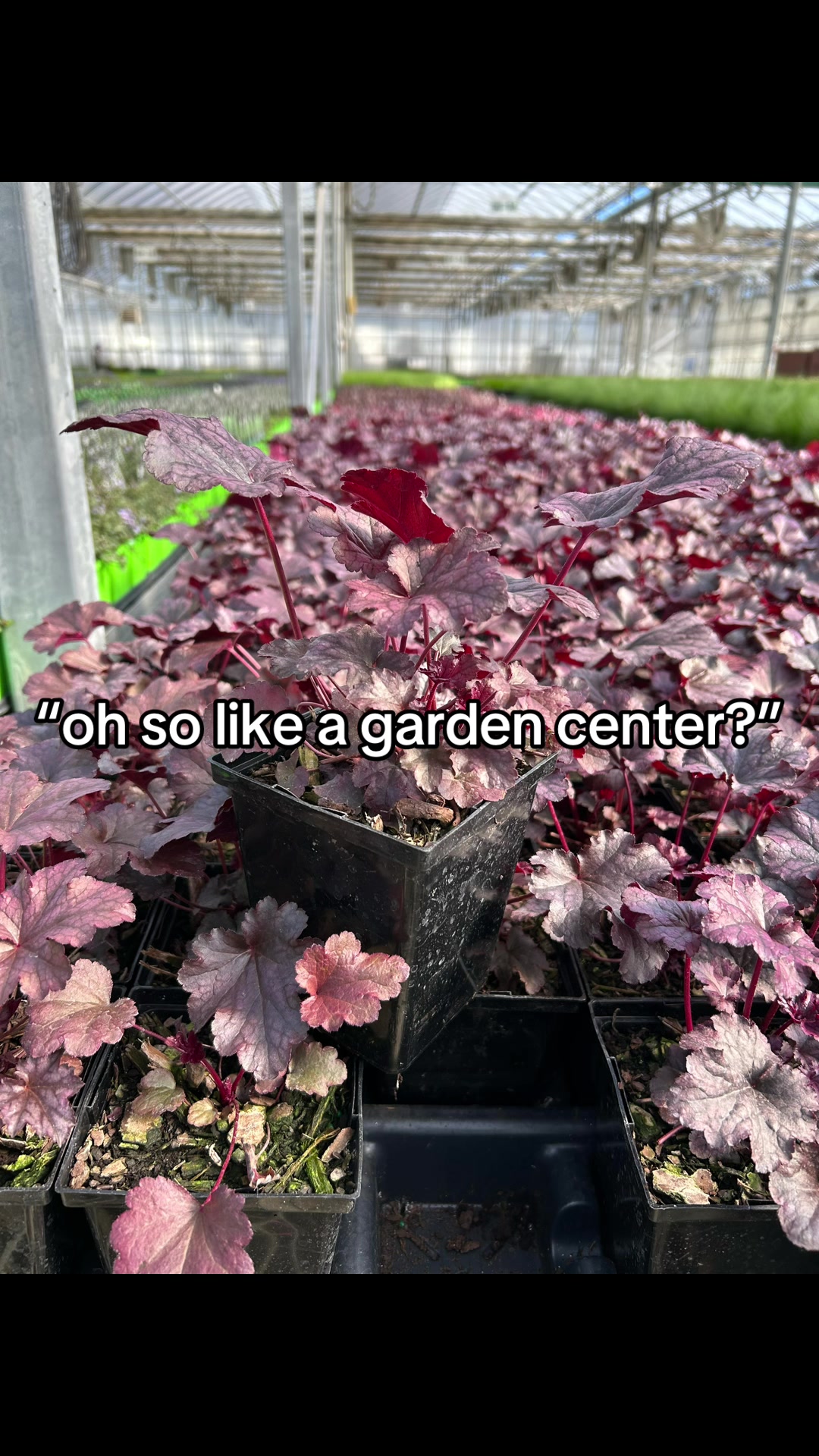 @The Perennial Farm