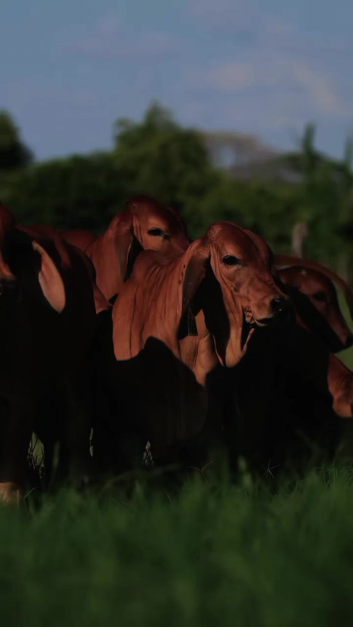 @Robin🐄🐄🤠🤠🐎🐎🇬🇹🇬🇹