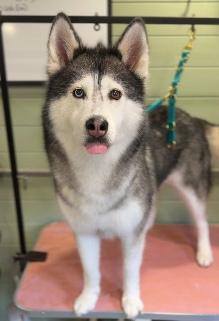 @hollyshoundsgrooming