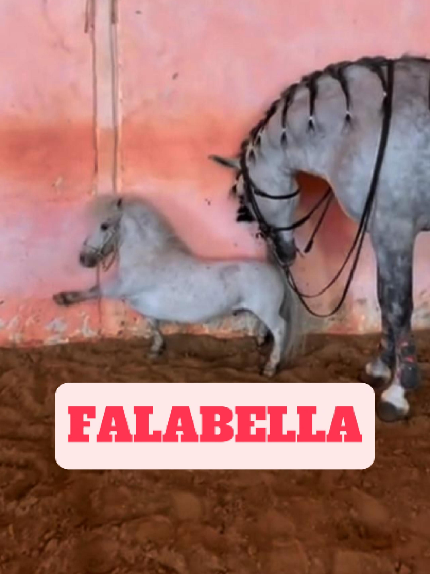 @WildlifeWonderTV Animal Facts