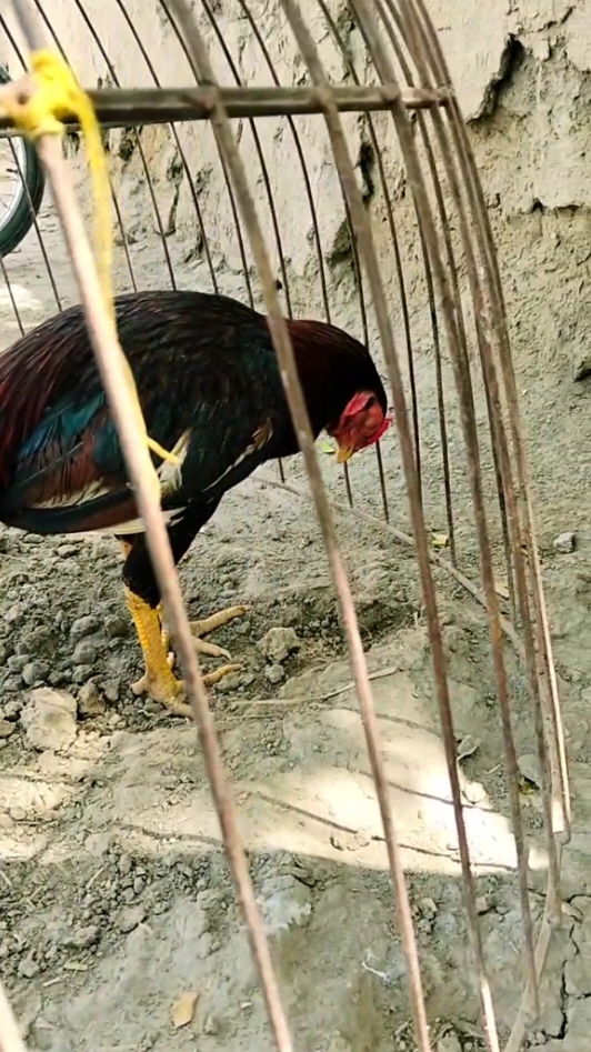 @Gujjar Saehen 🦅🦅🦅🦅🥷🥷