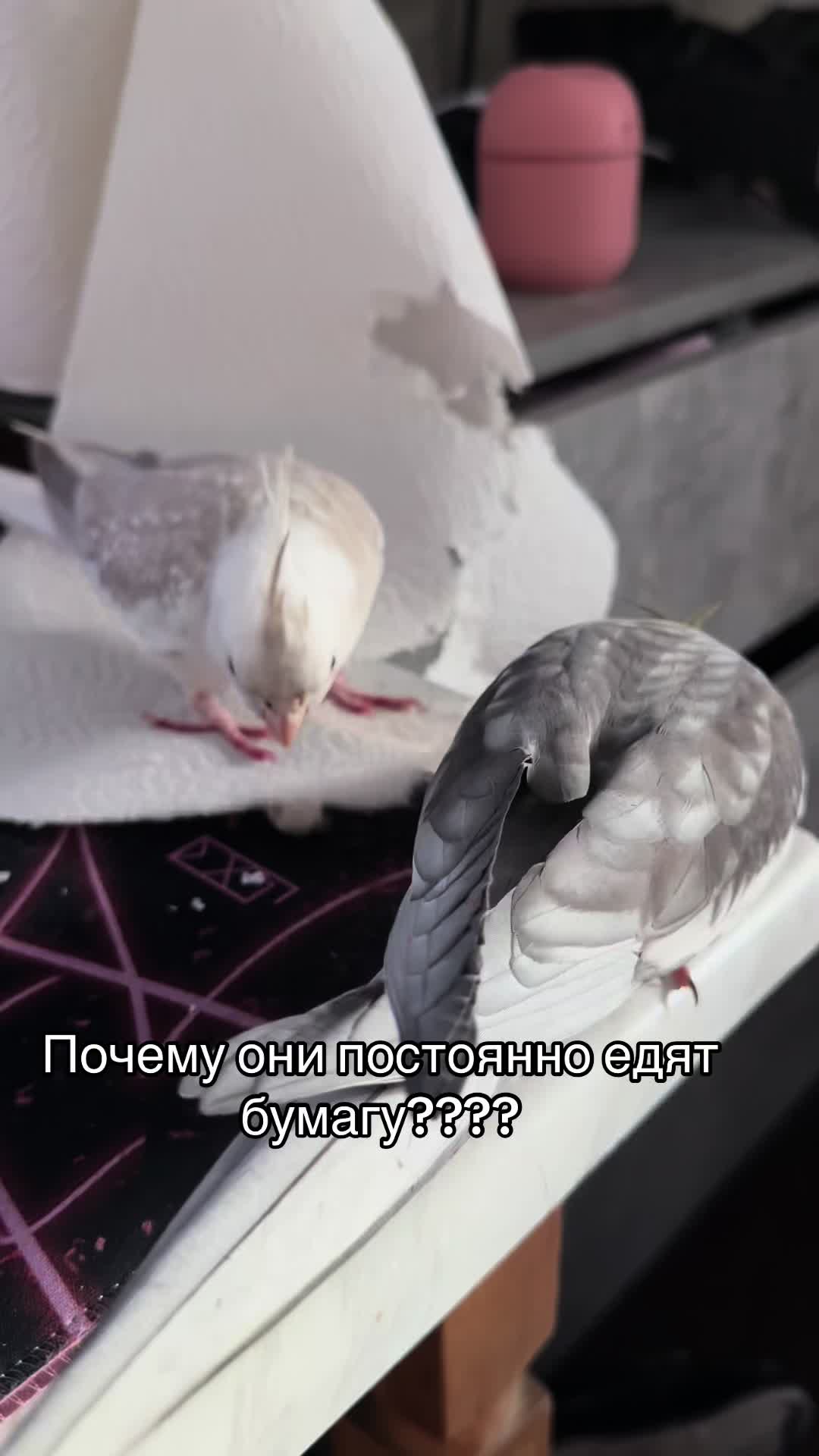 @𝓘𝓛𝓐𝓝𝓐 and Lelik