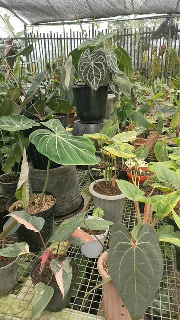 @ace ilham florist