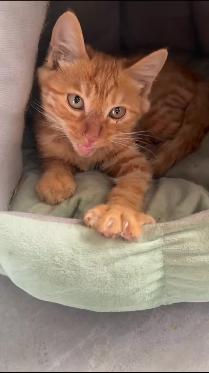 @Community_Animal_Rescue