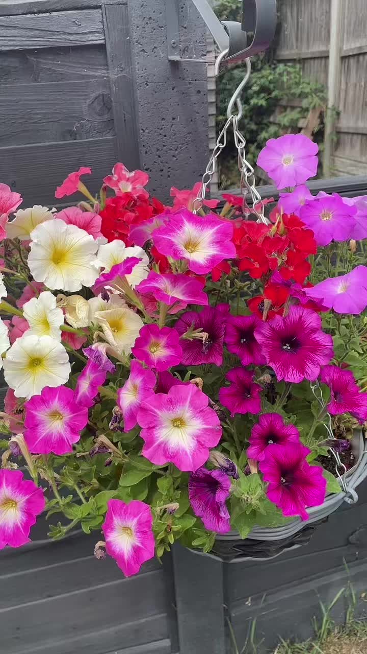 @🌸🌸🌸