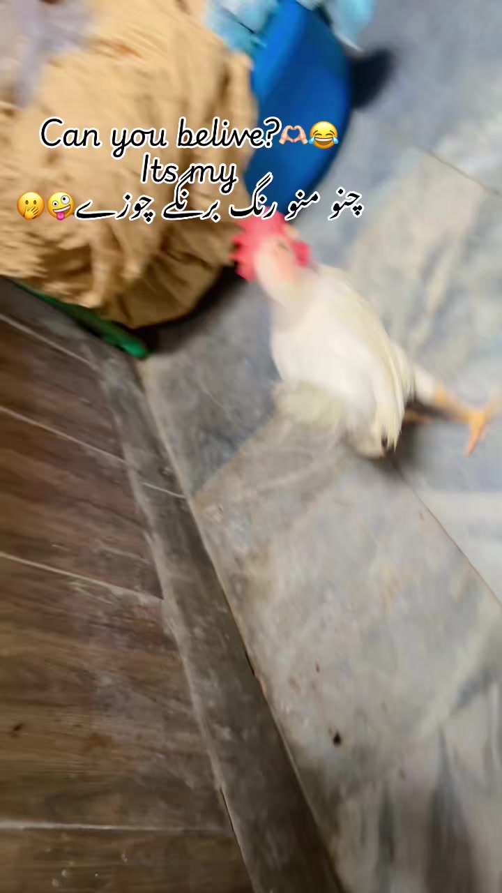 @اُم حور عین