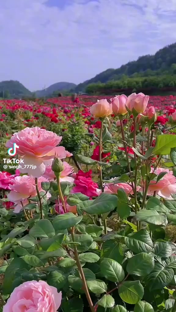 @🌹🐦🩵RAHEEL🌹MUGHAL🌹