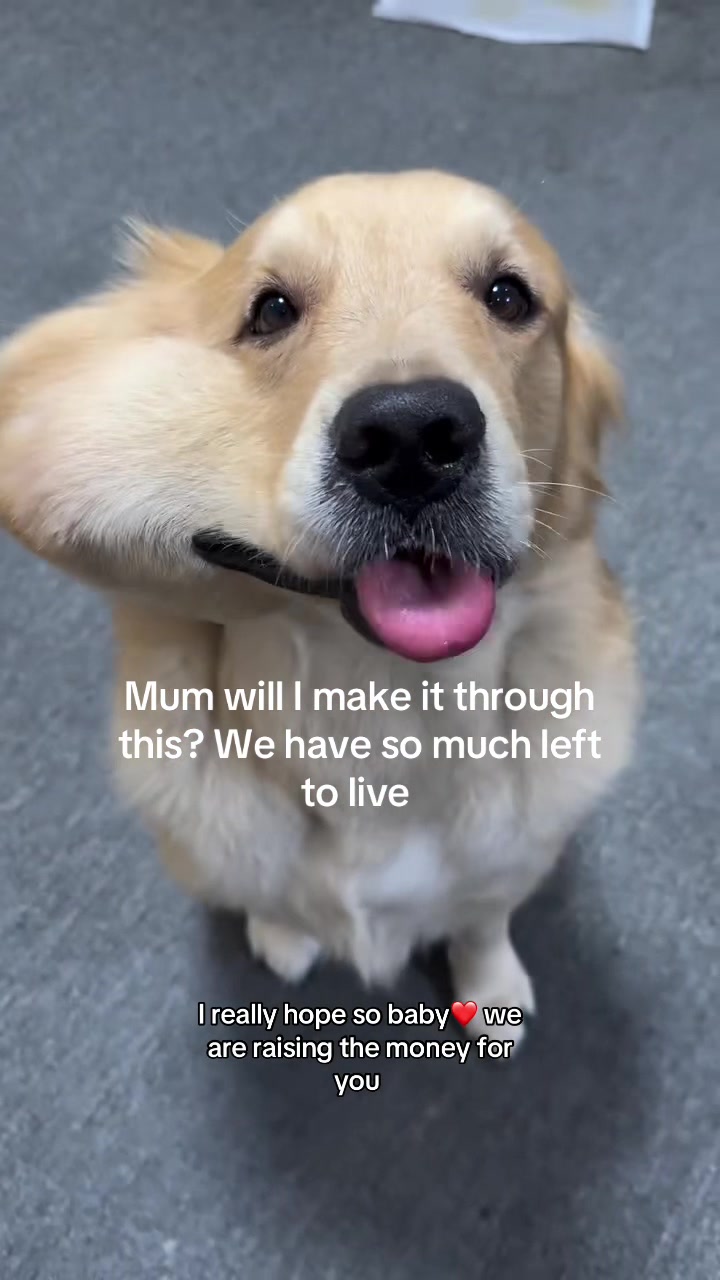 @savebabyalice