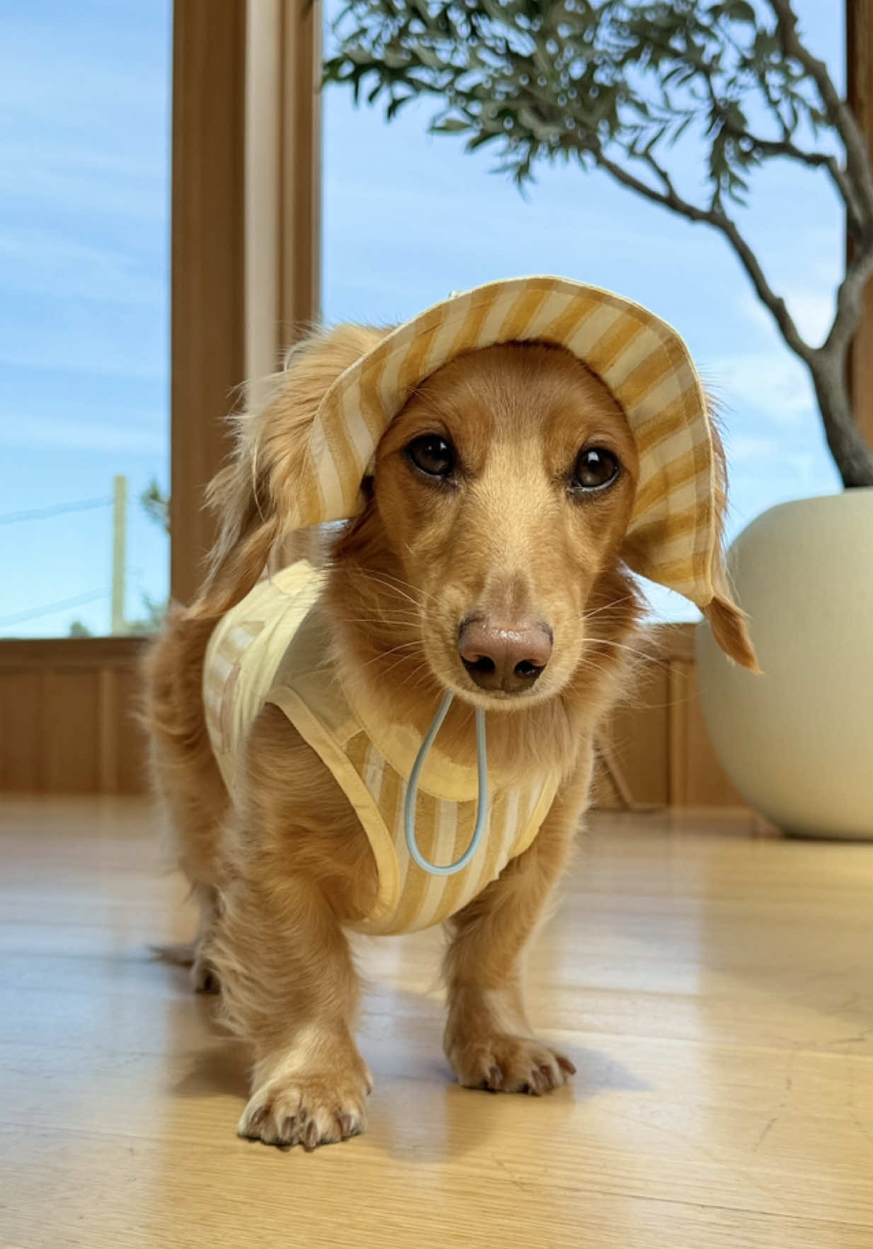 @cashewdachshund