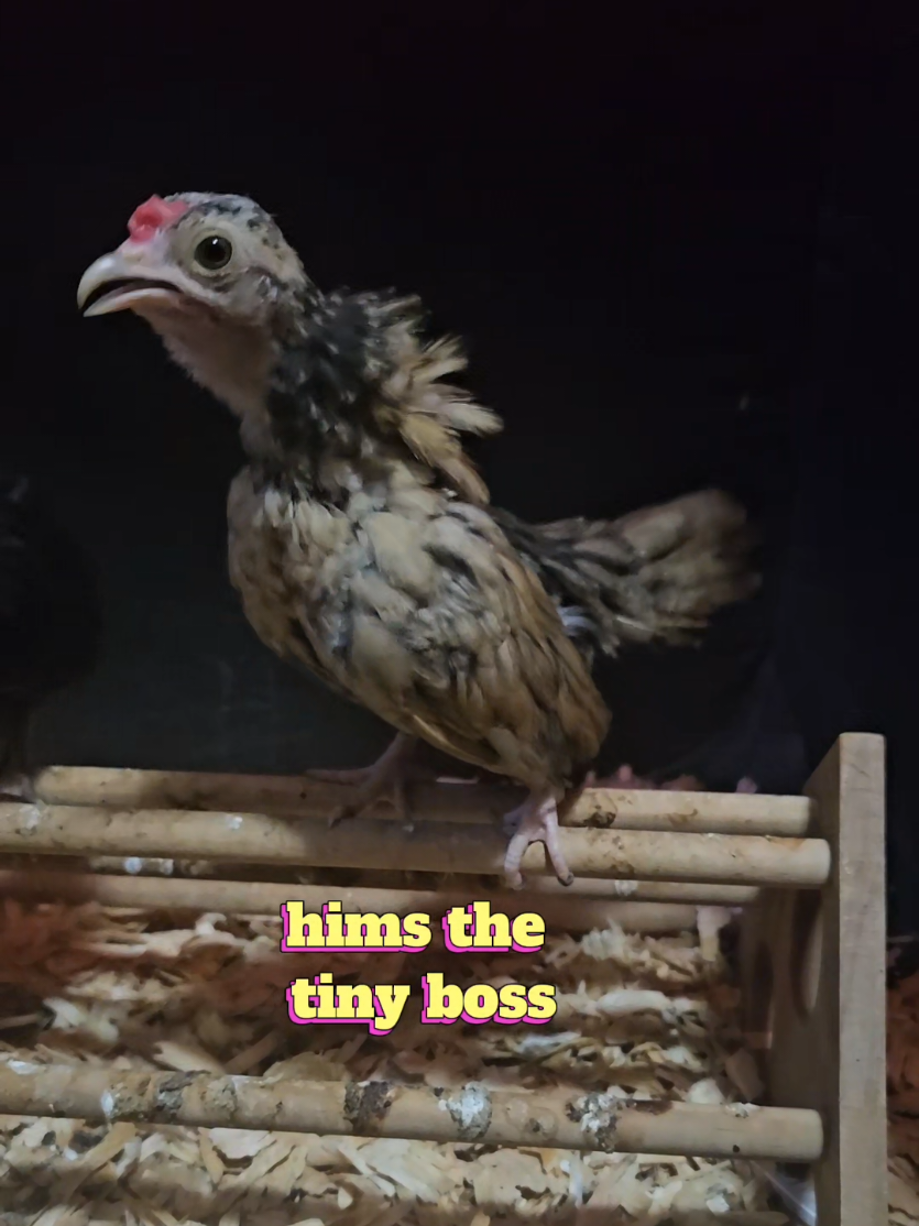@Crooked Beak Coop